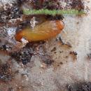 Moljac krompira (Phthorimae operculella)_003.jpg